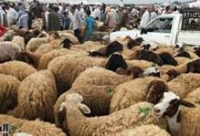 صورة الدكتورة يسرا سامي الاسلامبولي تكتب : الشروط والمعاير الشرعية و الصحية لإختيار أضحية العيد