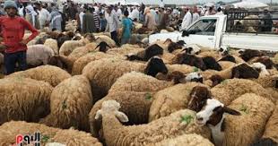 صورة الدكتورة يسرا سامي الاسلامبولي تكتب : الشروط والمعاير الشرعية و الصحية لإختيار أضحية العيد