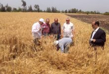 صورة “الزراعة” تعلن الانتهاء من حصاد 2.4 مليون فدان منزرعة بالقمح وتوريد أكثر من 2.5 مليون طن