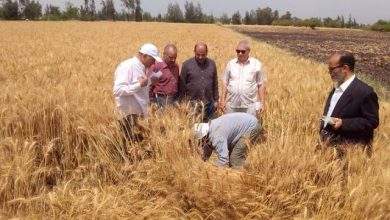 صورة “الزراعة” تعلن الانتهاء من حصاد 2.4 مليون فدان منزرعة بالقمح وتوريد أكثر من 2.5 مليون طن