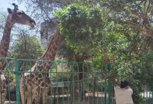 صورة التحالف الوطني لتطوير حدائق الحيوان  يستعين بأفضل الخبرات الدولية والمحلية لرعاية الحيوانات