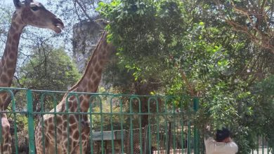صورة التحالف الوطني لتطوير حدائق الحيوان  يستعين بأفضل الخبرات الدولية والمحلية لرعاية الحيوانات
