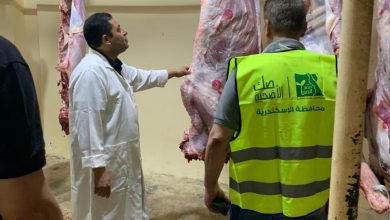 صورة صندوق التأمين على الماشية يذبح 450 أضحية لمؤسسات المجتمع المدني في مجزره  النوبارية
