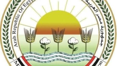 صورة “الزراعة” تعلن عن موافقة الاتحاد الأوروبي على تيسير إجراءات تصدير البطاطس المصرية