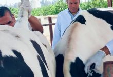 صورة “الزراعة” تنفيذ الكشف المبكر والسيطرة على الأمراض 