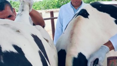 صورة “الزراعة” تنفيذ الكشف المبكر والسيطرة على الأمراض 