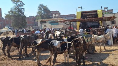 صورة  “الخدمات البيطرية”: فحص وعلاج اكثر من 98 ألف رأس ماشية