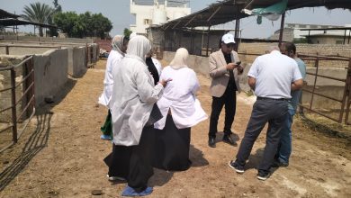 صورة فاروق: بدء حملة التحصين الشاملة يوم السبت المقبل لحماية رؤوس الماشية في المحافظات