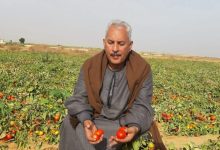 صورة نقيب الفلاحين” يكشف أسباب انهيار اسعار  الطماطم