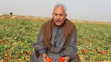 صورة نقيب الفلاحين” يكشف أسباب انهيار اسعار  الطماطم