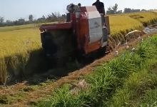 صورة “الزراعة الآلية” تستعد لموسم حصاد الأرز في الدلتا.. إعادة تأهيل 53″كومباين” ومكبسًا لتقليل الحرق