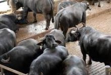 صورة تفاصيل برنامج وزارة الزراعة  لتربية الجاموس المصري وتحسين إلانتاجيه
