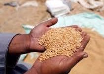 صورة  غرفة صناعة الحبوب تكشف أسباب انخفاض واردات مصر من القمح