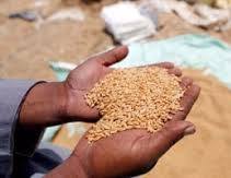 صورة  غرفة صناعة الحبوب تكشف أسباب انخفاض واردات مصر من القمح