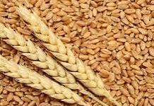 صورة جين مضاعفة انتاجية القمح.. نقيب الفلاحين: العالم على موعد لاعظم حدث قد يقضي علي الجوع