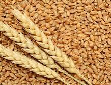 صورة جين مضاعفة انتاجية القمح.. نقيب الفلاحين: العالم على موعد لاعظم حدث قد يقضي علي الجوع