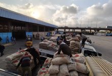 صورة الاتحاد العام للحاصلات البستانية يبدأ تسليم تقاوي البطاطس للمزارعين