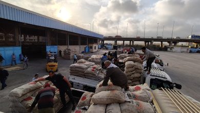 صورة الاتحاد العام للحاصلات البستانية يبدأ تسليم تقاوي البطاطس للمزارعين