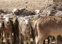 صورة “الزراعة”: المشروع القومي لإحياء البتلو ساهم في زيادة انتاج مصر من اللحوم والألبان