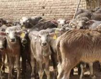 صورة “الزراعة”: المشروع القومي لإحياء البتلو ساهم في زيادة انتاج مصر من اللحوم والألبان