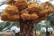 صورة 5 إجراءات لمضاعفة صادرات مصر من التمور بنسبة 600%.. تعرف عليها