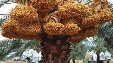 صورة 5 إجراءات لمضاعفة صادرات مصر من التمور بنسبة 600%.. تعرف عليها