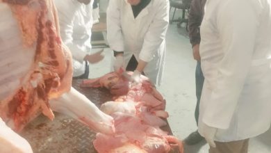 صورة “الزراعة”: ضبط أكثر من 682 طنًا من اللحوم فاسدة(صور)