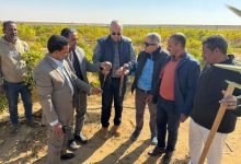 صورة “الزراعة” تنفذ  أعمال حصر وتصنيف  للأراضي  بمفايض توشكى(صور)