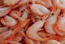 صورة د. نجلاء عبدالوهاب تكتب : الإستفادة من مخلفات الجمبري