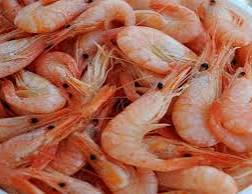 صورة د. نجلاء عبدالوهاب تكتب : الإستفادة من مخلفات الجمبري