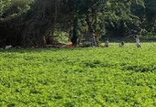 صورة نقيب الفلاحين في أول رد علي الاوقاف.. “الوقف مال الله” والأمانة تقتضي تخفف الاعباء عن المزارعين