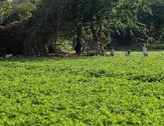 صورة نقيب الفلاحين في أول رد علي الاوقاف.. “الوقف مال الله” والأمانة تقتضي تخفف الاعباء عن المزارعين