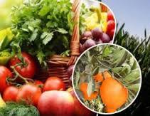 صورة الزراعة : فتح 25 سوقًا جديدًا للصادرات الزراعية في الخارج.. واكتفاء ذاتي من بيض المائدة والألبان و97% من اللحوم البيضاء