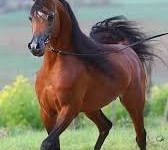 صورة عاجل.. الزراعة تعلن اعادة فتح السوق الأردني امام صادرات مصر من الخيول العربية المصرية الاصلية