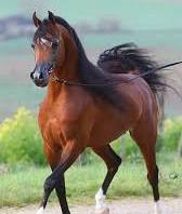 صورة عاجل.. الزراعة تعلن اعادة فتح السوق الأردني امام صادرات مصر من الخيول العربية المصرية الاصلية