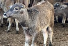 صورة الزراعة :  10 آلاف ترخيص لمشروعات الثروة الحيوانية والداجنة..  و أكثر من مليار جنيه لدعم مشروع البتلو