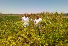 صورة “بحوث الصحراء” ينفذ تجربة بحثية ناجحة لزراعة فول الصويا بالوادي الجديد