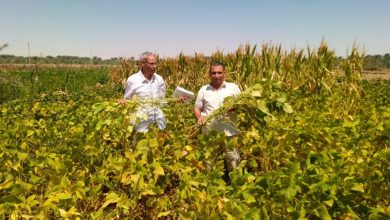 صورة “بحوث الصحراء” ينفذ تجربة بحثية ناجحة لزراعة فول الصويا بالوادي الجديد