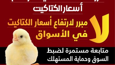 صورة “الزراعة” تكشف حقيقة إرتفاع أسعار الكتاكيت في الأسواق