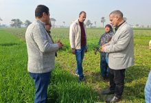 صورة “البحوث الزراعية” يتفقد حقول بني سويف للاطمئنان على المحاصيل الشتوية