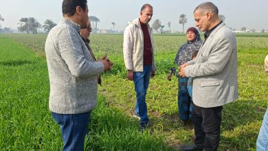 صورة “البحوث الزراعية” يتفقد حقول بني سويف للاطمئنان على المحاصيل الشتوية
