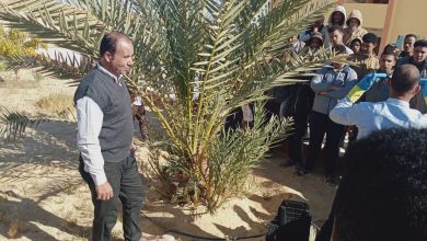 صورة الزراعة:  تكثيف مكافحة سوسة النخيل الحمراء وحماية أكثر من 22 مليون نخلة