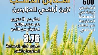 صورة ” الزراعة” تعلن تجاوز المستهدف من المساحات المنزرعة بالقمح خلال الموسم الحالي وزراعة 3.76 مليون فدان