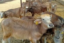 صورة الزراعة : 465 ترخيص تشغيل لمشروعات الإنتاج الحيواني والداجني و 327 تسجيلة أعلاف