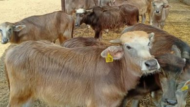 صورة الزراعة : 465 ترخيص تشغيل لمشروعات الإنتاج الحيواني والداجني و 327 تسجيلة أعلاف