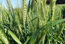 صورة الزراعة” تطلق حملة قومية لحماية محصول القمح من القوارض قبل “طرد السنابل”