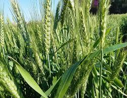 صورة الزراعة” تطلق حملة قومية لحماية محصول القمح من القوارض قبل “طرد السنابل”