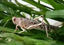 صورة “الزراعة” تكشف حقيقة  رصد جراد صحراوي بـ “بئر العبد” في سيناء