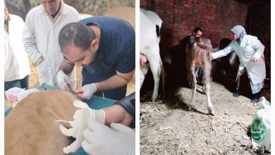 صورة الزراعة”: تحصين 1.2 مليون رأس ماشية ضد “الحمى القلاعية”..تعقيم نحو 5 آلاف كلب ضمن خطة مكافحة «السعار»