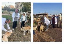 صورة “الزراعة”: تحصين 1.7 مليون رأس ماشية.. وتعقيم  6,534 كلبًا ضمن الاستراتيجية الوطنية لمكافحة السعار